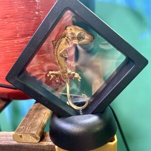 Black Art & Decals Wall Decor for Contemporary Homes